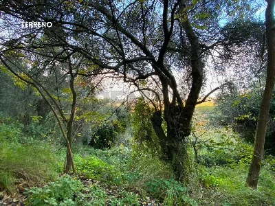 Rustico/Casale in vendita a Scarlino - foto 8