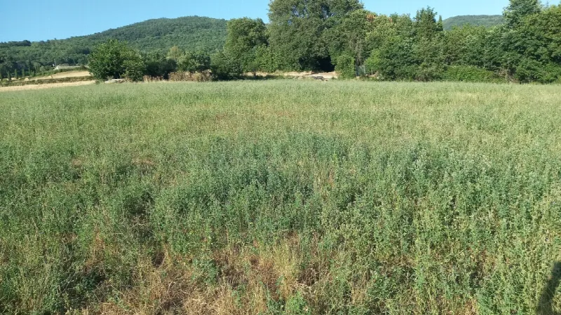 Rustico/Casale in vendita a Bibbiena - foto 1