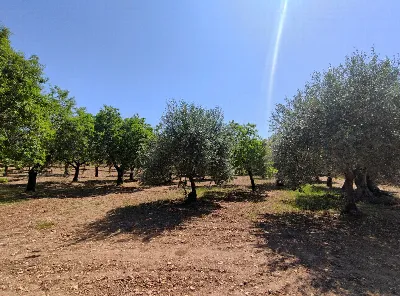 Rustico/Casale in vendita a Noto - foto 4