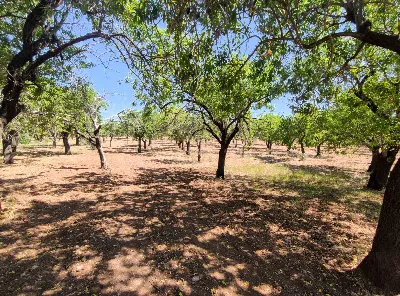 Rustico/Casale in vendita a Noto - foto 5