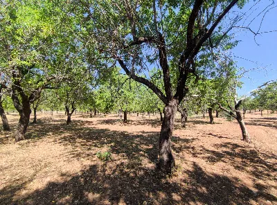 Rustico/Casale in vendita a Noto - foto 6