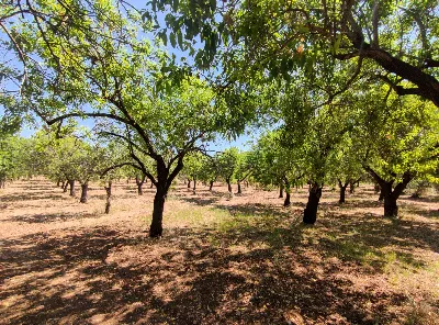 Rustico/Casale in vendita a Noto - foto 7