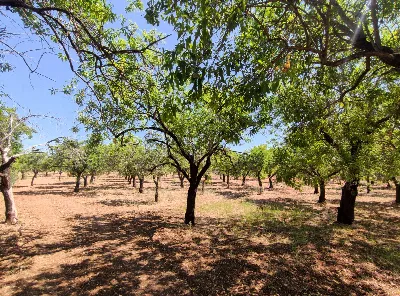 Rustico/Casale in vendita a Noto - foto 9