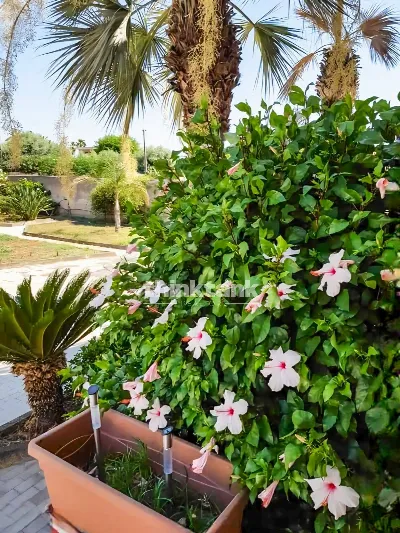 Villa in vendita a Siracusa, Isola, plemmi... - foto 3