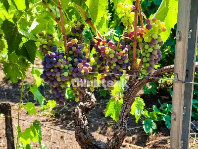Villa in vendita a Castiglione di Sicilia - foto 7