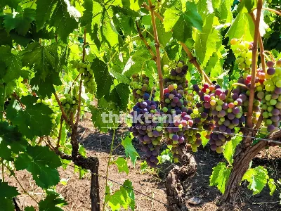 Villa in vendita a Castiglione di Sicilia - foto 8