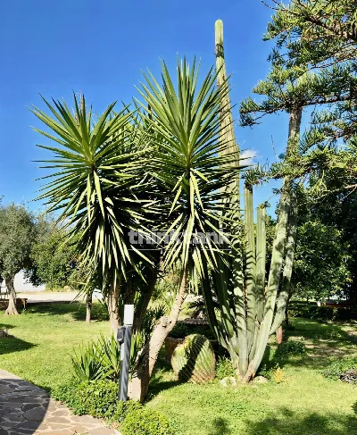 Villa in vendita a Siracusa, Cassibile, ma... - foto 4