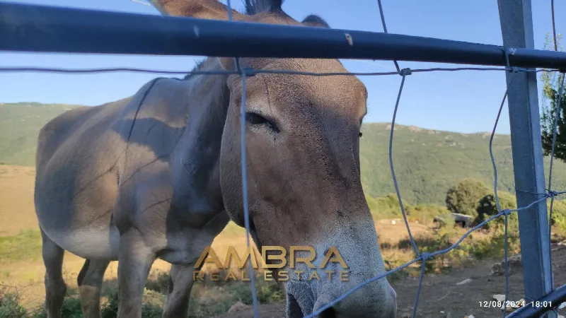 Rustico/Casale in vendita a Oschiri - foto 1