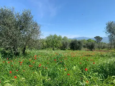 Rustico/Casale in vendita a Graffignano - foto 1