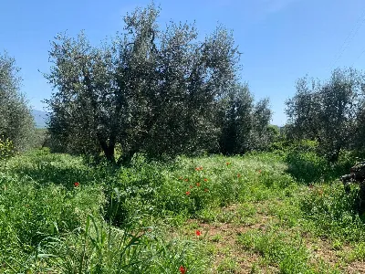 Rustico/Casale in vendita a Graffignano - foto 4