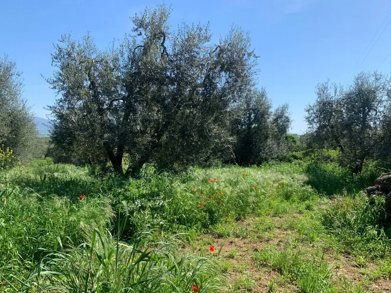 Rustico/Casale in vendita a Graffignano - foto 4