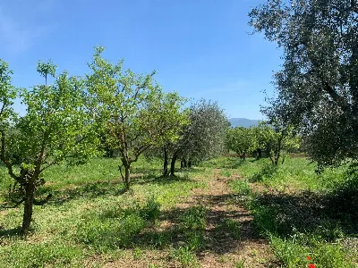 Rustico/Casale in vendita a Graffignano - foto 5