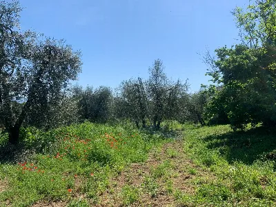 Rustico/Casale in vendita a Graffignano - foto 6