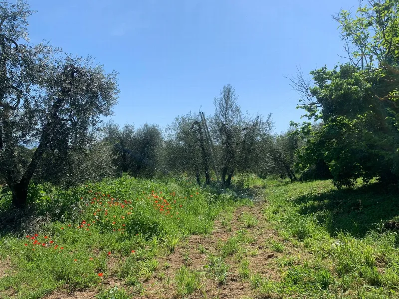 Rustico/Casale in vendita a Graffignano - foto 6