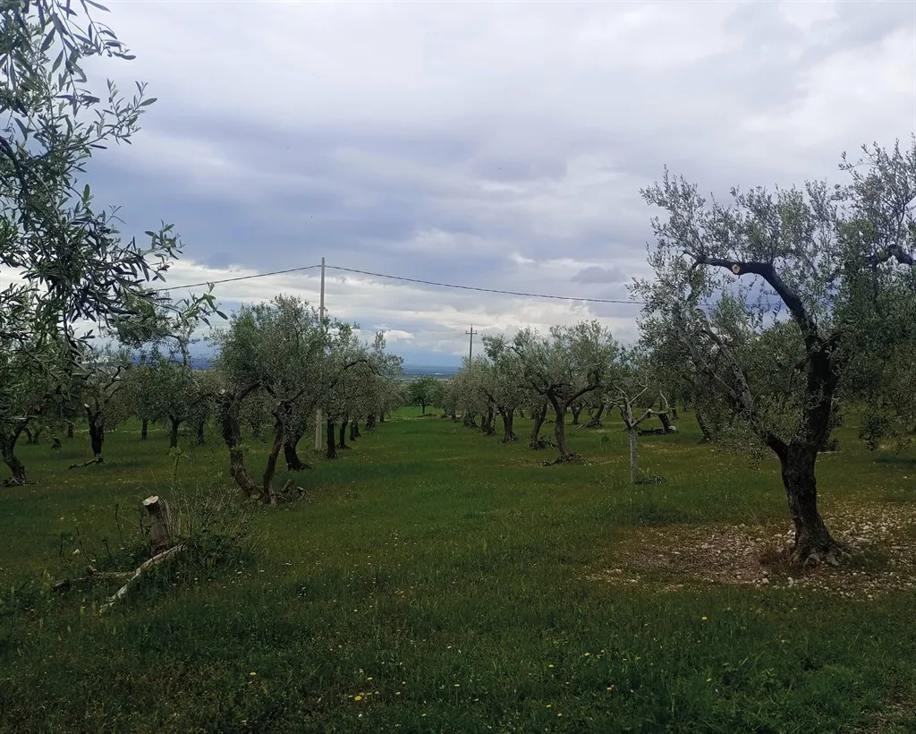 Rustico/Casale in vendita a San Giovanni Rotondo - foto 3