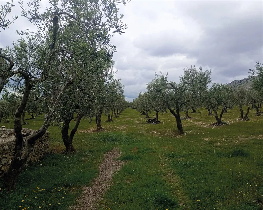 Rustico/Casale in vendita a San Giovanni Rotondo - foto 4