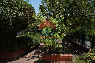 Villa in vendita a Pedara - foto 8