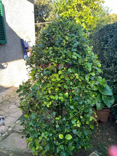 Rustico/Casale in vendita a Scansano - foto 5