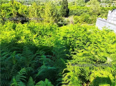 Rustico/Casale in vendita a Giarre - foto 5