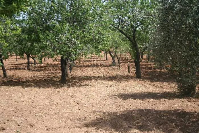 Rustico/Casale in vendita a Noto - foto 2