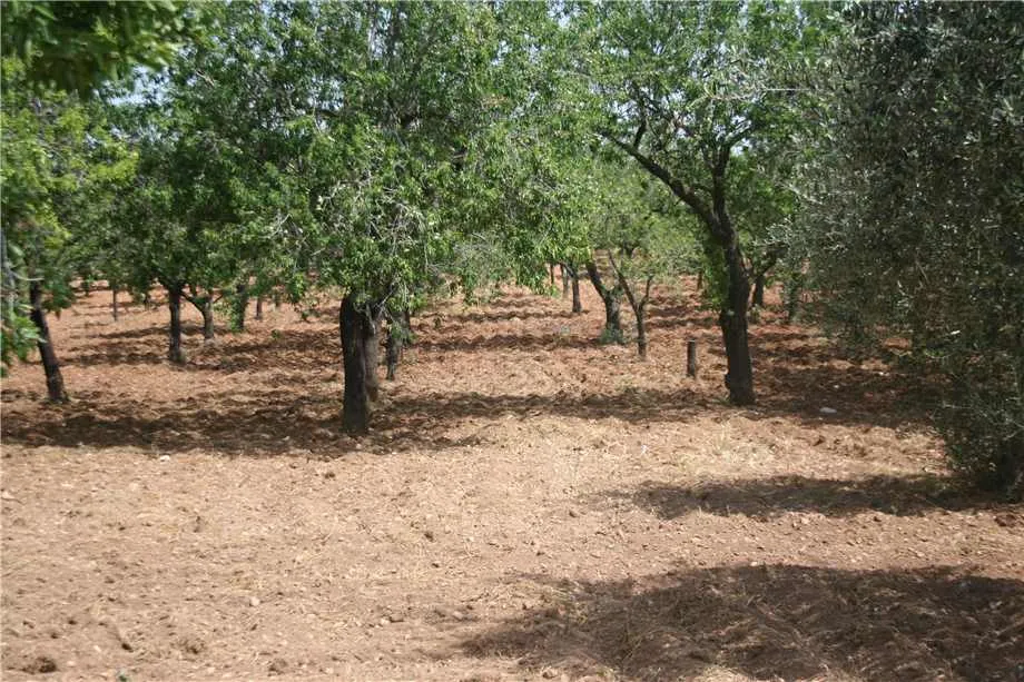 Rustico/Casale in vendita a Noto - foto 5