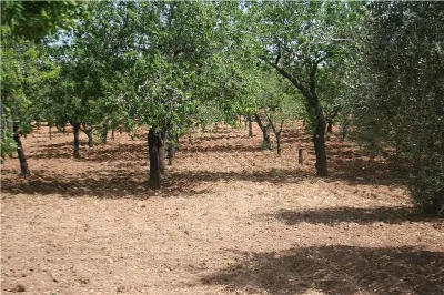Rustico/Casale in vendita a Noto - foto 5