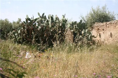 Rustico/Casale in vendita a Noto - foto 6