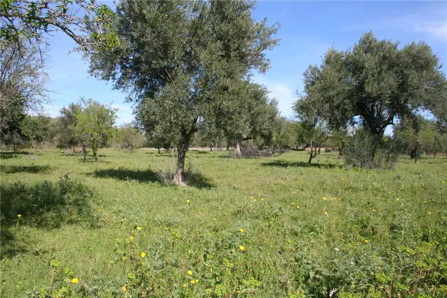 Rustico/Casale in vendita a Noto - foto 4