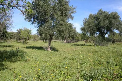 Rustico/Casale in vendita a Noto - foto 4
