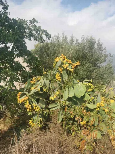 Rustico/Casale in vendita a Noto - foto 10