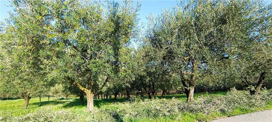 Rustico/Casale in vendita a San Giovanni Incarico - foto 5