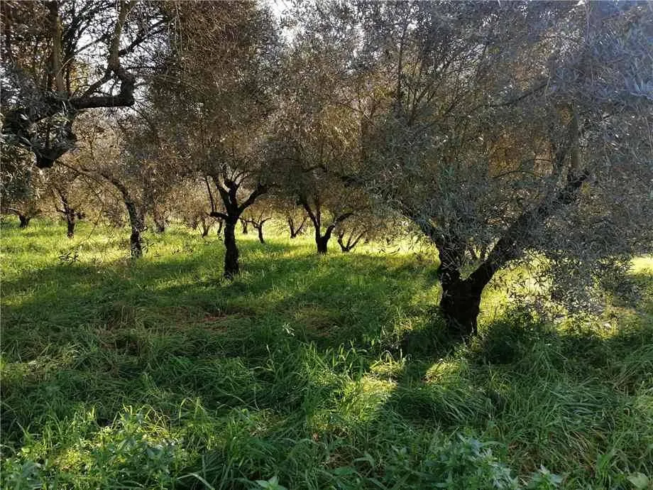 Rustico/Casale in vendita a Pontecorvo - foto 5