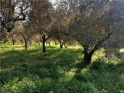 Rustico/Casale in vendita a Pontecorvo - foto 5