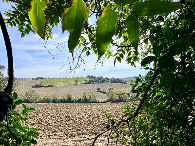 Rustico/Casale in vendita a Morro d'Alba - foto 2