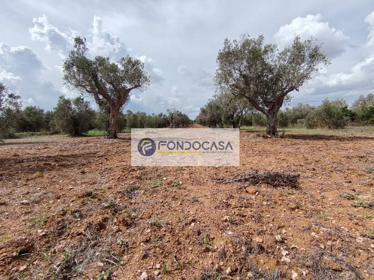 Rustico/Casale in vendita a Andrano - foto 3