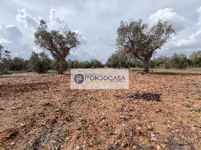 Rustico/Casale in vendita a Andrano - foto 3