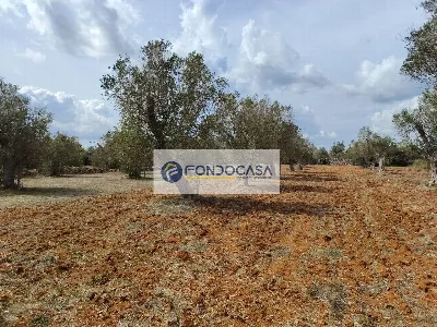 Rustico/Casale in vendita a Andrano - foto 8