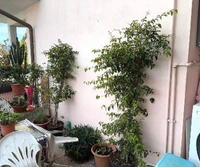 Appartamento in vendita a Viareggio - foto 8
