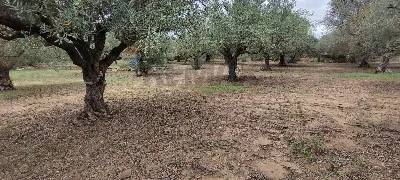 Villa in vendita a Caltagirone - foto 4