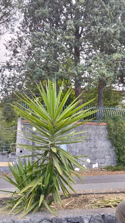 Villa in vendita a Pedara - foto 5