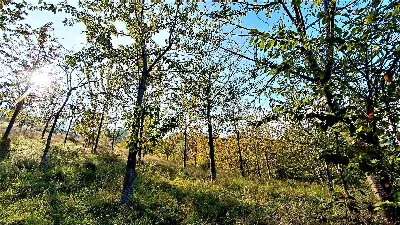 Rustico/Casale in vendita a Massignano - foto 3