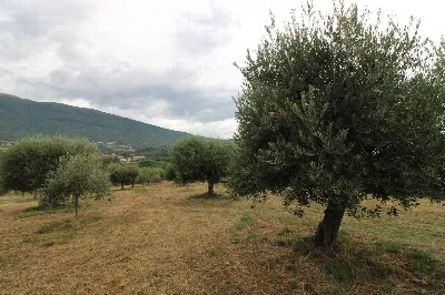 Rustico/Casale in vendita a Folignano - foto 8