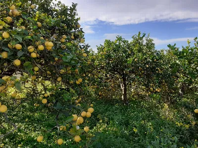 Rustico/Casale in vendita a Siracusa, Fanu... - foto 3