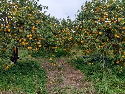 Rustico/Casale in vendita a Siracusa, Fanu... - foto 5