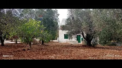 Villa in vendita a Carovigno - foto 7