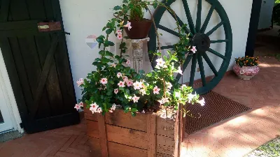 Villa in vendita a Borgo Ticino - foto 10