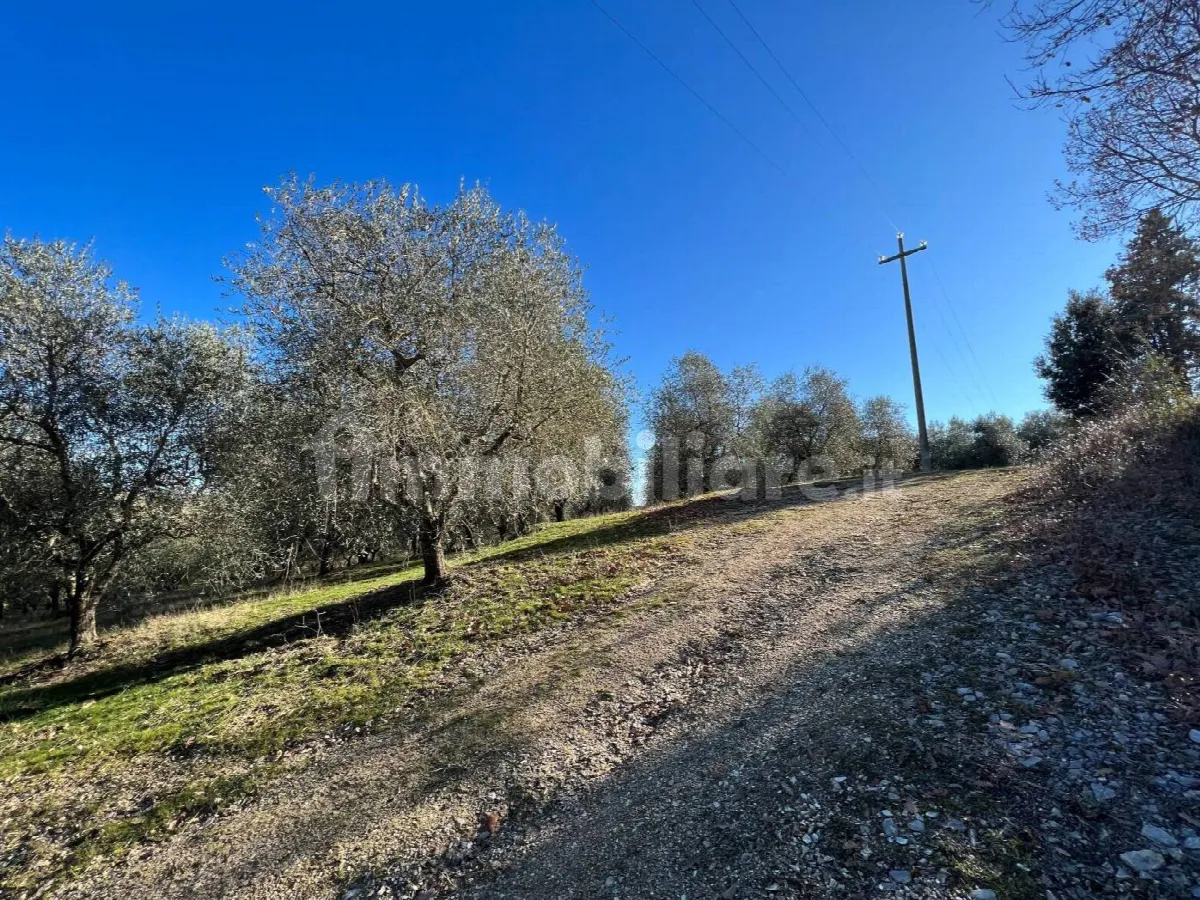 Rustico/Casale in vendita a Trequanda - foto 5