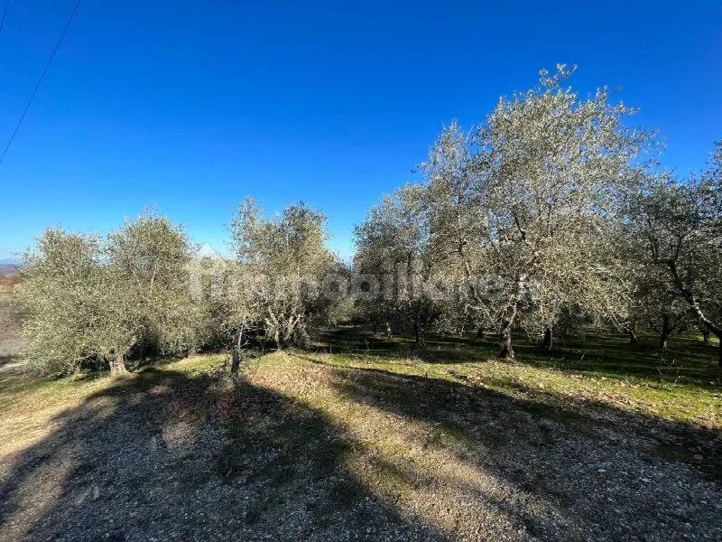 Rustico/Casale in vendita a Trequanda - foto 6