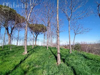 Rustico/Casale in vendita a Corinaldo - foto 6