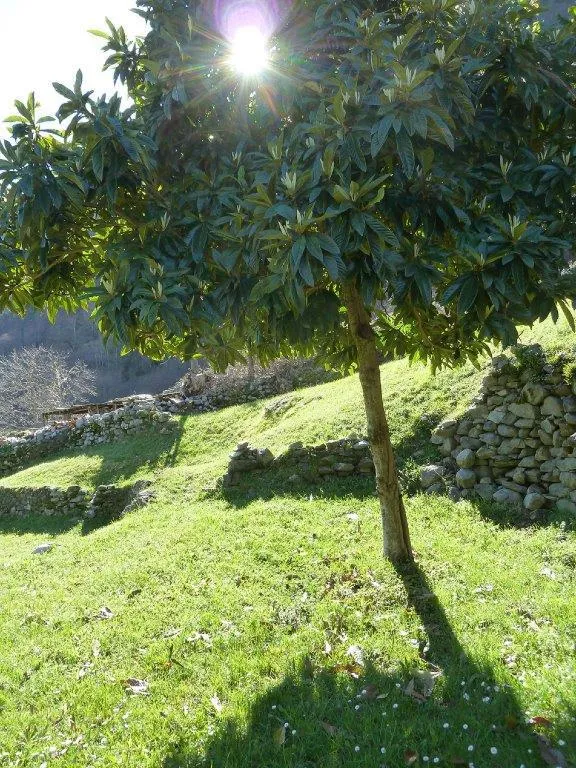 Rustico/Casale in vendita a Crodo - foto 5